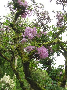IMG_1214_Rhododendron_oreotrephes Rhododendron oreotrephes