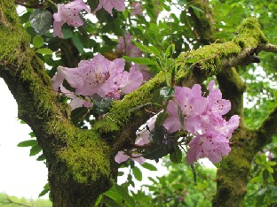 IMG_1217_Rhododendron_oreotrephes Rhododendron oreotrephes