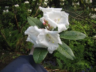 IMG_1232_Rhododendron_meagacalyx Rhododendron megacalyx