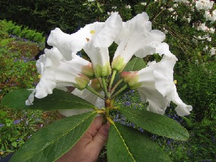 IMG_1236_Rhododedron_megacalyx Rhododendron megacalyx