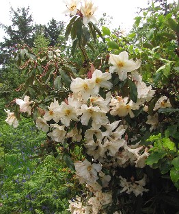 IMG_1239_Rhododendron_maddenii _ssp_maddenii_Polyandrum_Group Rhododendron maddenii ssp. maddenii Polyandrum Group ( R. polyandrum Hutch.)