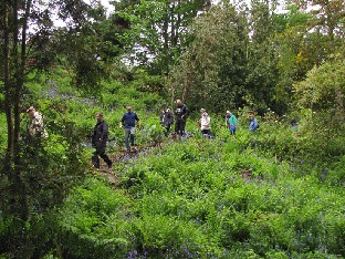 IMG_1250_path_on_the_slope_of_the_garden Walking on the slopes of Achamore Gardens