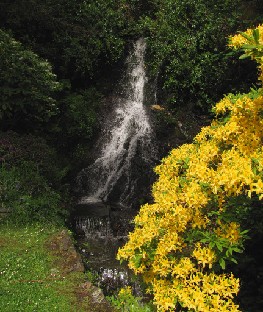 IMG_1434_waterfall Rhododendron luteum and waterfall