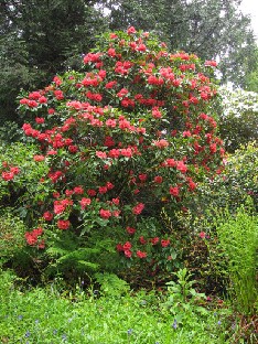 IMG_1617_red_hybrid Rhododendron hybrid