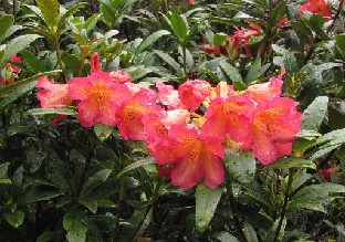 IMG_1309_dichroanthum_hybrid_nro_1 Rhododendron dichroanthum hybrid, good resemblance to 'Sonata'