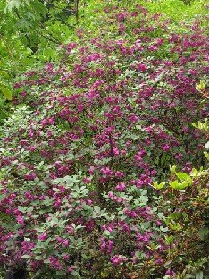 IMG_1351_cinnabarinum_ssp_tamaense Rhododendron cinnabarinum ssp. tamaense