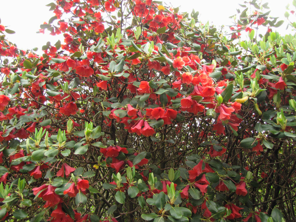 Rhododendron cinnabarinum subsp. cinnabarinum (roylei group)  Vancouver  Island Grows