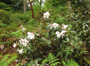 IMG_1023_edgeworthii Rhododendron edgeworthii