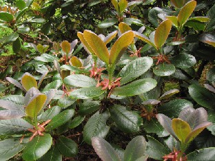IMG_1030_exasperatum Rhododendron exasperatum