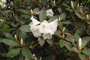 IMG_1033_bureavii Rhododendron bureavii
