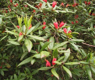 IMG_1046_spinuliferum Rhododendron spinuliferum
