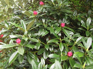 IMG_1053_insigne Rhododendron insigne