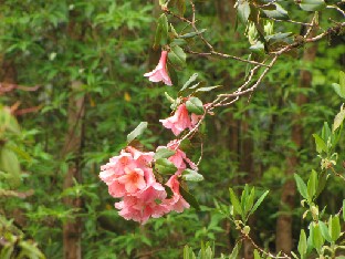 IMG_1067_cinnabarinum_hybrid_probably_Lady_Rosebery Rhododendron cinnabarinum hybrid, possibly 'Lady Rosebery'