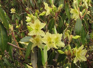 IMG_1069_triflorum Rhododendron triflorum