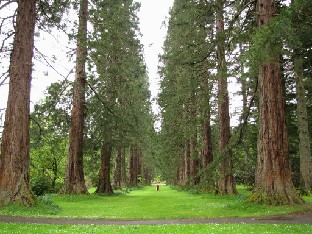 IMG_0824_Redwood_Avenue Redwood avenue, Sequoiadendron giganteum
