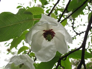 IMG_0830_Magnolia_wilsonii Magnolia wilsonii