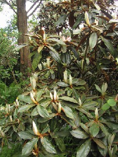 IMG_1833_bueravii_yunnan Rhododendron bureavii from Yunnan