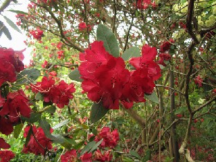 IMG_1836_thomsonii_var_candelabrum Rhododendron thomsonii var. candelabrum