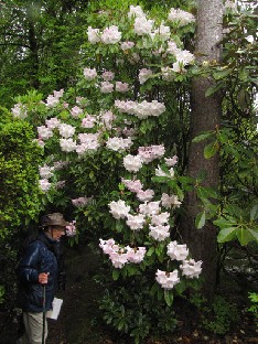 IMG_1547_Loderi Rhododendron 'Loderi'
