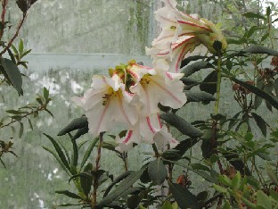 IMG_1651_dalhousiae_var_rhabdotum Rhododendron dalhousiae var. rhabdotum