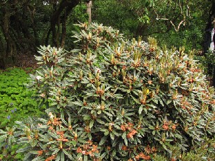 IMG_1690_recurvoides Rhododendron recurvoides