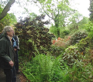 IMG_1700_Peter_Cox_at_Glendoick_Gardens Peter Cox guides in the woodland garden