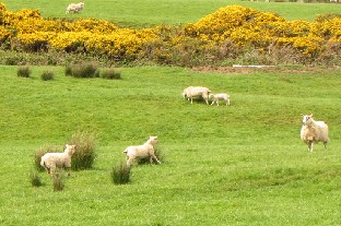 IMG_1187_lambs_runnimg Lambs on the meadows of Gigha. 2011-05-11