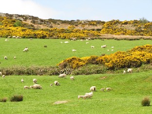 IMG_1192_Gigha Lambs on the meadows of Gigha. 2011-05-11