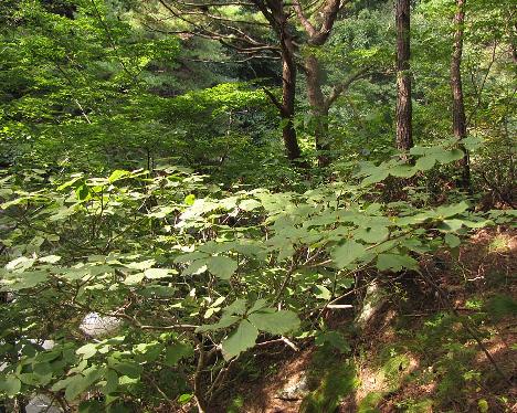 IMG_1138_Rh_schlippenbachii_Jirisan_Guryong_valley_trail_370m Rhododendron schlippenbachii , Guryong Valley Trail, Jiri-san, 370 m