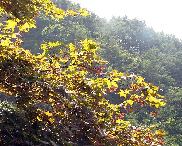 Guryong Valley Trail Jiri-san 2013-09-09