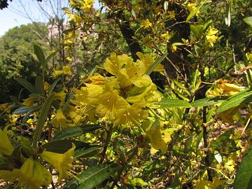 IMG_8169_R_xanthostephanum_Berkeley_Botanical_Garden Rhododendron xanthostephanum , Berkeley Botanical Garden, Berkeley, California