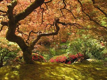 IMG_8514_Japanese_Garden_Portland Japanese Garden, Portland, Oregon