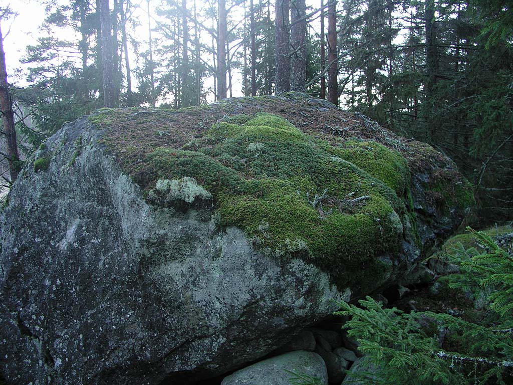 PC081633_sammaleet_kivella.jpg - Kiven pll kasvaa sammalta ja jkl. Moss and lichen grows on the stone.