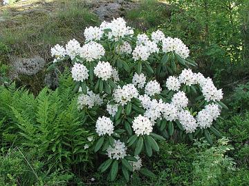 'P.M.A. Tigerstedt' on superkest�v� suomalainen lajike, joka tunnetaan l�nness� nimell� 'Peter Tigerstedt'.
'P.M.A. Tigerstedt' is a super hardy Finnish hybrid also known as 'Peter Tigerstedt'.