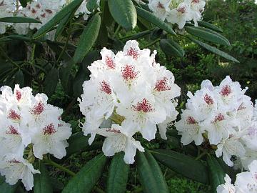 'P.M.A. Tigerstedt' alppiruusun valkoisissa kukissa on tumma  t�pl�.
'P.M.A. Tigerstedt' has white flowers with dark blotch. 