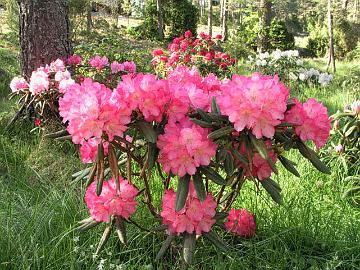 'Fantastica'  on nimens� veroinen kukinnan suhteen. Lehdet valitettavasti paleltuvat herk�sti.
'Fantastica' flowers profusely but unfortunately the leaves are not as hardy as the flower buds.