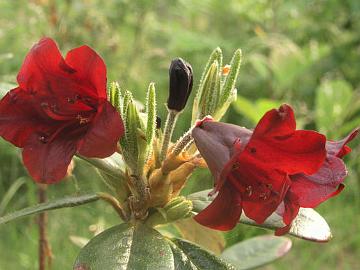 R. sanguineum ssp. didymum elepidootilla on hyvin tummanpunaiset kukat. Yrit�n siirt�� sen perim�� talvenkest�viin rhodoihin.
R. sanguineum ssp. didymum has very dark red flowers. I'll try to transfer it's genes to super hardy hybrids in my breeding progam.