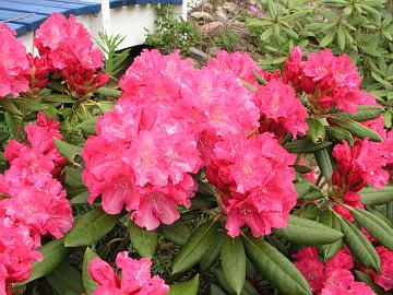 'Sonatine' on ollut minulla aurinkoisella paikalla t�ysin talvenkest�v� (Ia).
'Sonatine' has been fully hardy in my garden on a sunny location (5a).