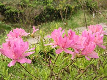 'Orchid Lights' on kest�v� atsalea ja se on samann�k�inen kev�tatsalean kanssa. Risteytys on [canadense x (x kosterianum)].
'Orchid Lights' is a hardy azalea and resembles the x fraserii azalea. The cross is [canadense x (x kosterianum)].