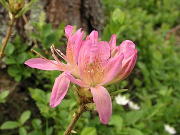 Kev�tatsalea, x fraserii on hyvin kest�v�, kauniisti kukkiva atsalea.  Risteytys on Kanadasta [canadense x molle ssp. japonicum].
R. x fraserii is a very hardy azalea.  The cross is from Canada [canadense x molle ssp. japonicum].
