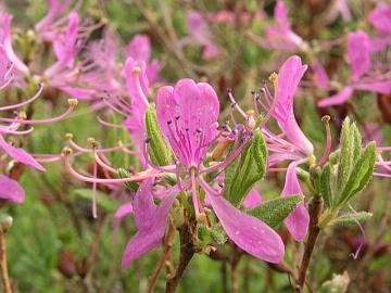Kanadanatsalean R. canadense tummakukkainen v�rimuoto, Oskun korea. Alkuper� ep�varma.
A dark flower form of R. canadense. Origin uncertain.