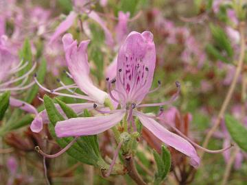 Kanadanatsalea R. canadense Nova Scotiasta.
R. canadense from Nova Scotia.