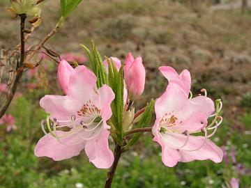 R. vaseyi, perhosatsalea on kest�v� ainakin lounaisrannikolla.
R. vaseyi is hardy on southwest coast of  Finland.
