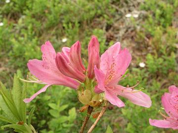 'Western Lights' on polyploidi muunnos atsaleasta 'Orchid Lights'. Kukat ovat v�h�n suuremmat.
'Western Lights' is a polyploid form of the azalea 'Orchid Lights' with slightly larger flowers. 