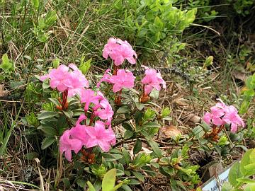 R. myrtifolium lepidootti on kotoisin It�-Euroopasta ja ollut minulla t�ysin kest�v�.
R. myrtifolium is from East Europe and it has been fully hardy in my garden. 