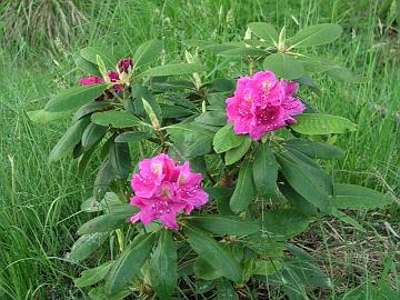 'Eino' on uusi, tummakukkainen suomalainen alppiruusulajike. Risteytys on [smirnowii Seidel hybrid] x 'Dr. H. C. Dresselhuys'.
'Eino' is a new Finnish hybrid. The cross is  [smirnowii Seidel hybrid] x 'Dr. H. C. Dresselhuys'.