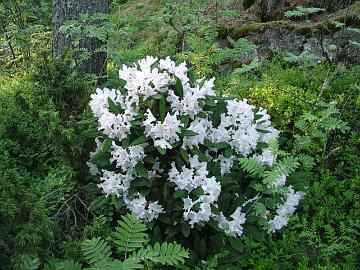 'Pohjolan Tyt�r' alppiruusun kukat muuttuvat valkoisiksi vanhetessaan.
The flowers of 'Pohjola's Daughter' turn white when aging.