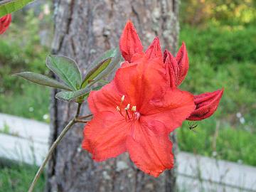 'Feuerwerk' on kauniin oranssinpunainen Hachmannin  atsalealajike. Risteytys on ['Cecile' x 'Fireball'].
'Feuerwerk' is a beautiful orange red azalea hybrid by Hachmann. The cross is ['Cecile' x 'Fireball'].