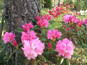 'Kalinka' palelluttaa lehtens� helposti, mutta kukkanuput kest�v�t paremmin. Taustalla 'Sneezy' ja 'Nova Zembla'.
The leaves of 'Kalinka' are easily damaged during winter but flower buds survive better. On the background 'Sneezy' and 'Nova Zembla'.