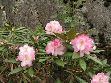 'Brigitte' on suurikukkainen, komealehtinen Hachmannin insigne-risteytys. Kest�vyys riitt�� nipin napin Ia-vy�hykkeell�.
'Brigitte' is Hachmann's insigne cross with large flowers and handsome leaves. Hardiness is marginal in my garden (5a).